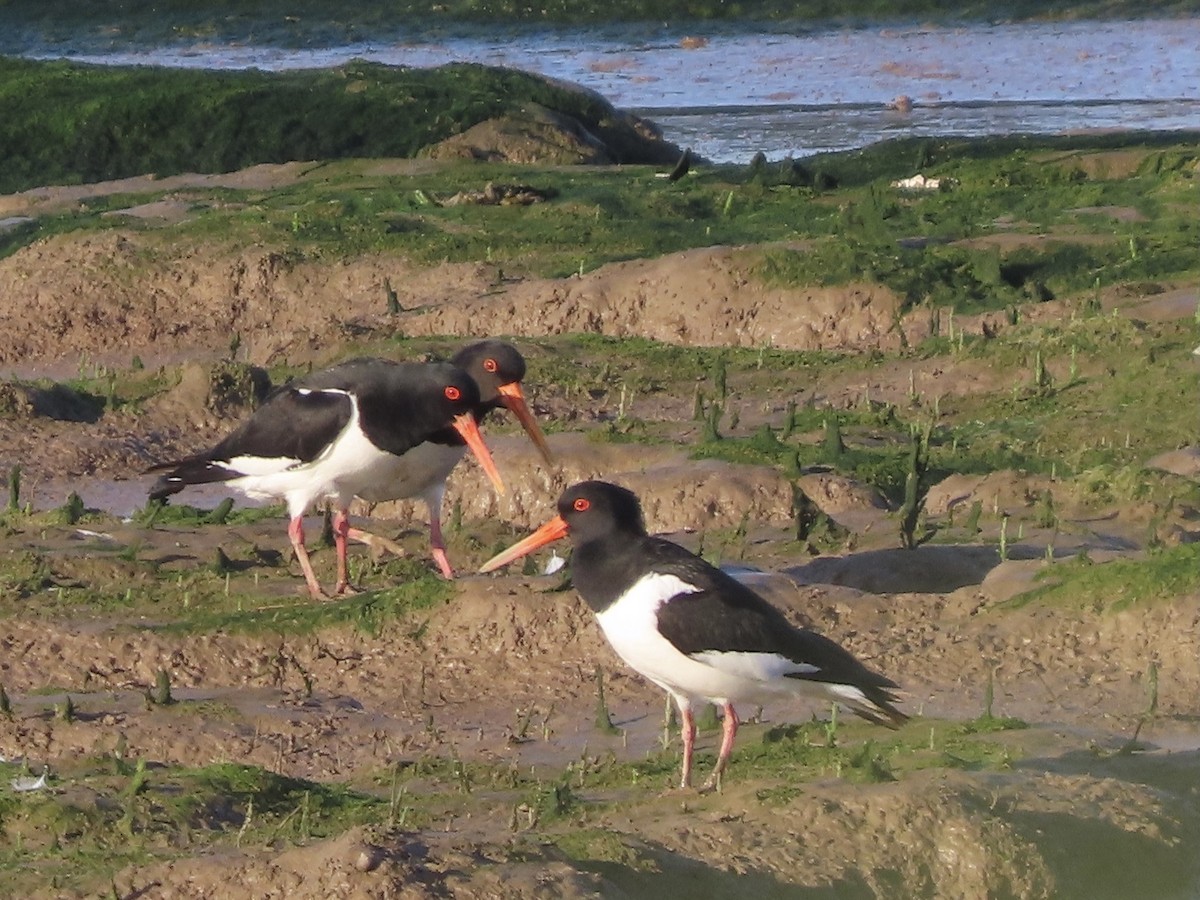 Eurasian Oystercatcher - christopher stuart elmer