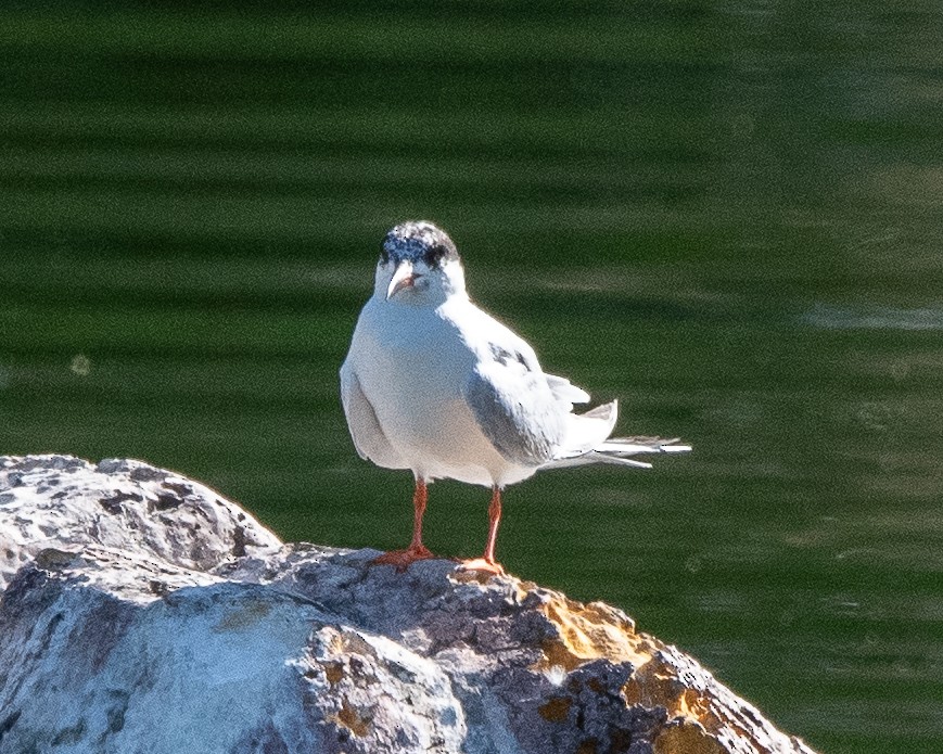 Forster's Tern - ML619728806