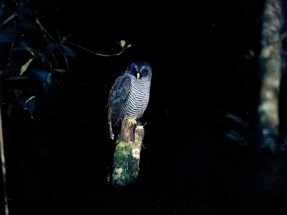 Black-banded Owl (San Isidro) - ML619728876