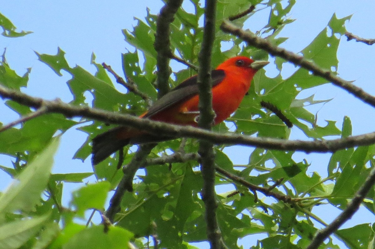 Scarlet Tanager - ML619728892