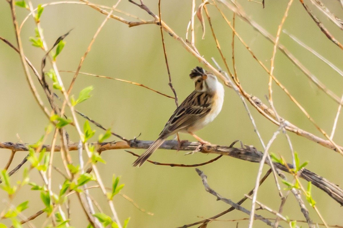 Clay-colored Sparrow - Gordon Starkebaum