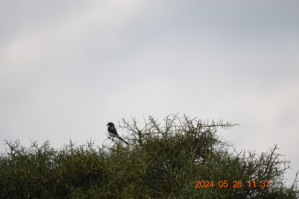 Long-tailed Fiscal - ML619728905