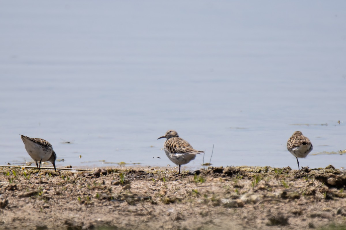 White-rumped Sandpiper - ML619728907