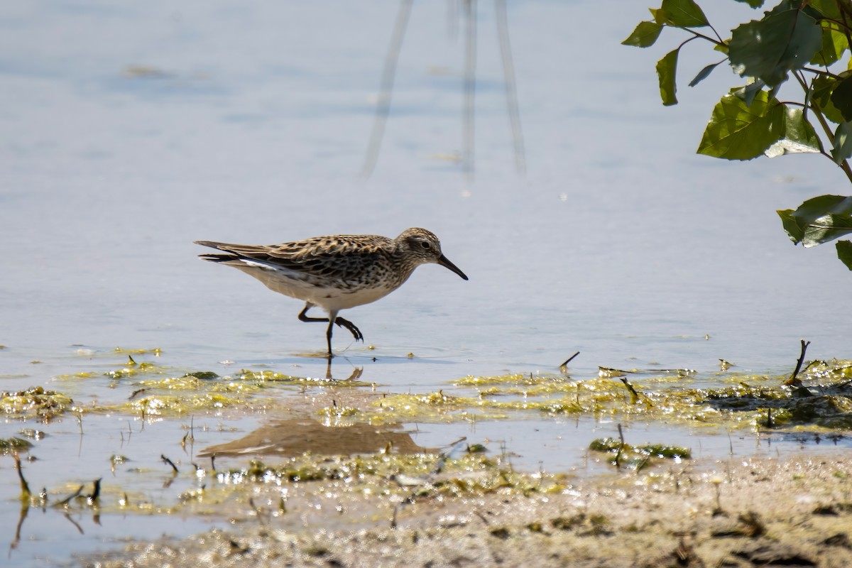 White-rumped Sandpiper - ML619728908