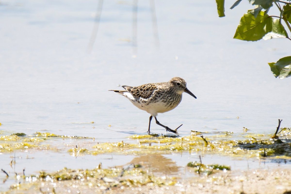 White-rumped Sandpiper - ML619728920