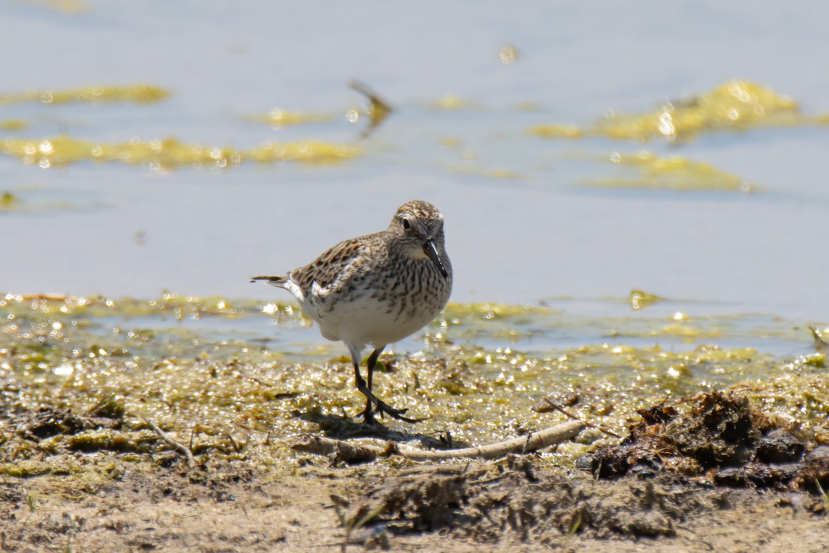 White-rumped Sandpiper - ML619728924