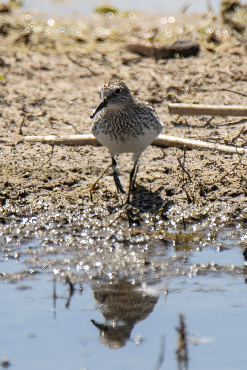 White-rumped Sandpiper - ML619728925
