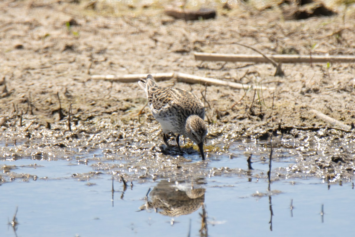 White-rumped Sandpiper - ML619728931