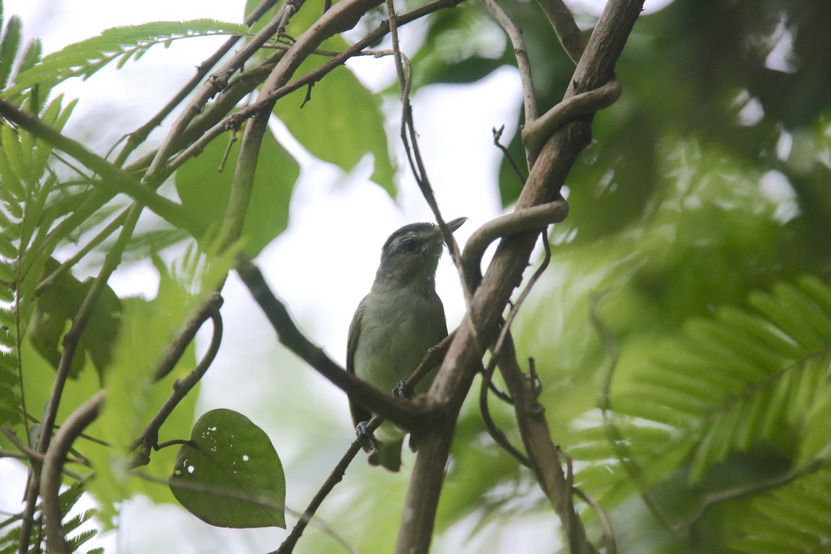 Superciliated Wren - ML619728978