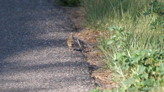 Lark Sparrow - ML619728989