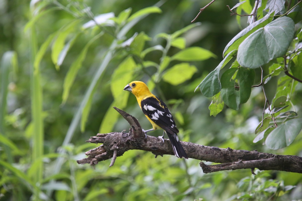 Cardinal à tête jaune - ML619729051