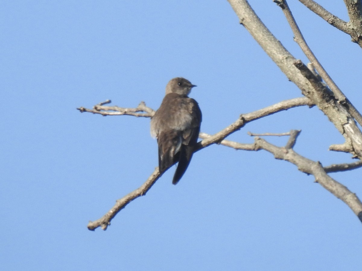 Northern Rough-winged Swallow - ML619729059