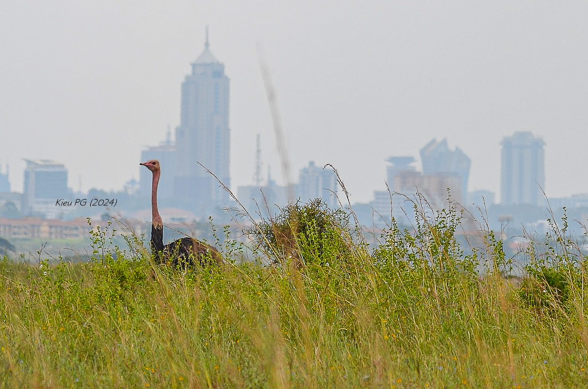 Common Ostrich - ML619729062