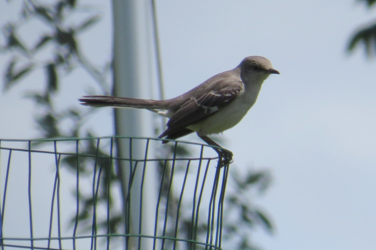 Northern Mockingbird - ML619729067