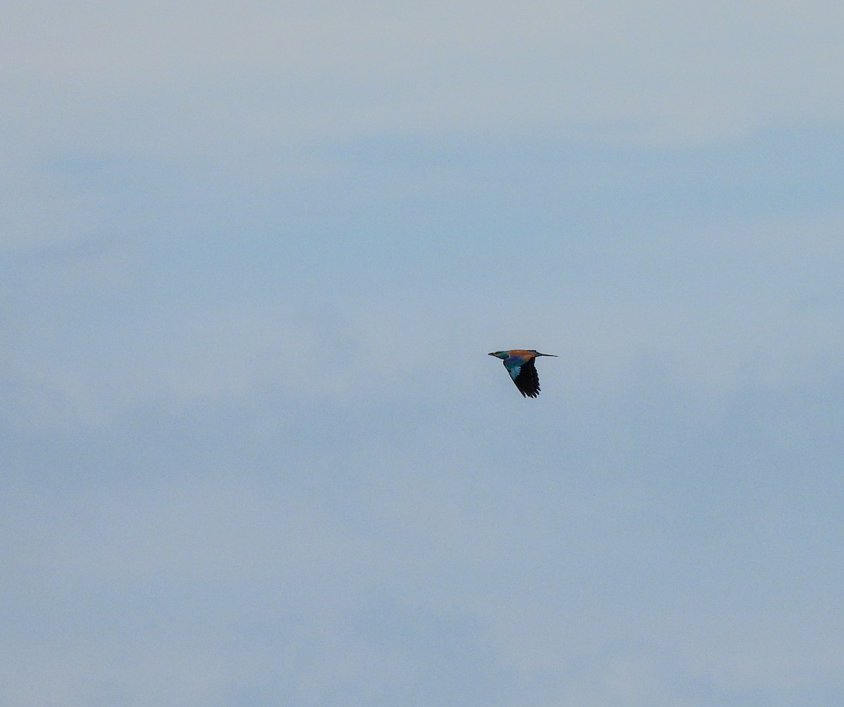 European Roller - ML619729076