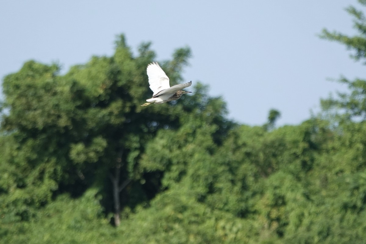 Malagasy Pond-Heron - ML619729121