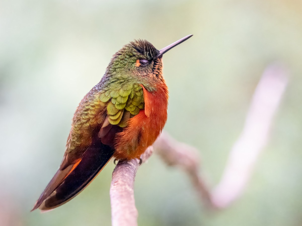 kolibřík peruánský - ML619729125