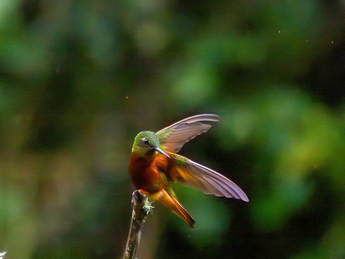 kolibřík peruánský - ML619729126