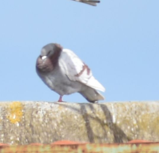 Rock Pigeon (Feral Pigeon) - Sally Anderson