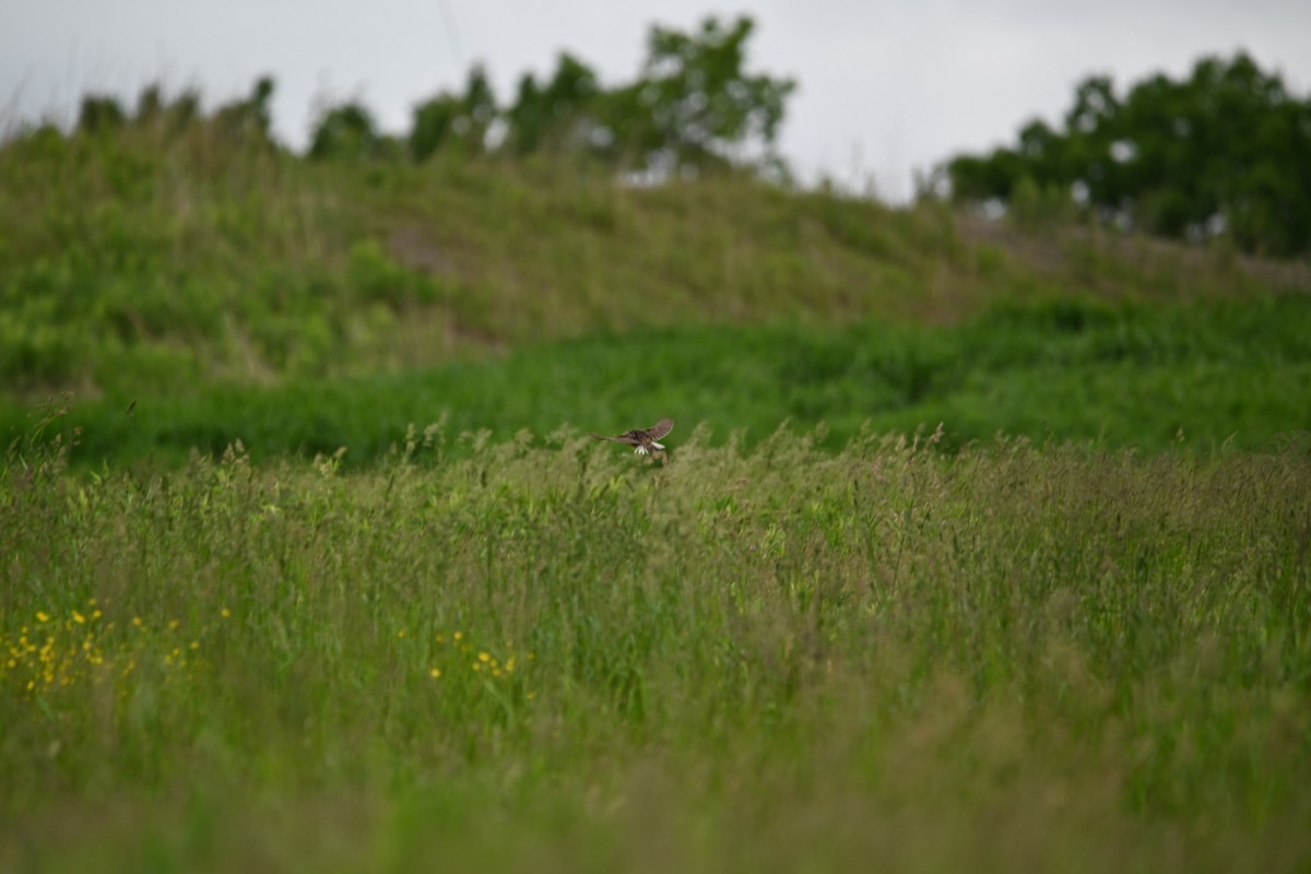 Eastern Meadowlark - ML619729156