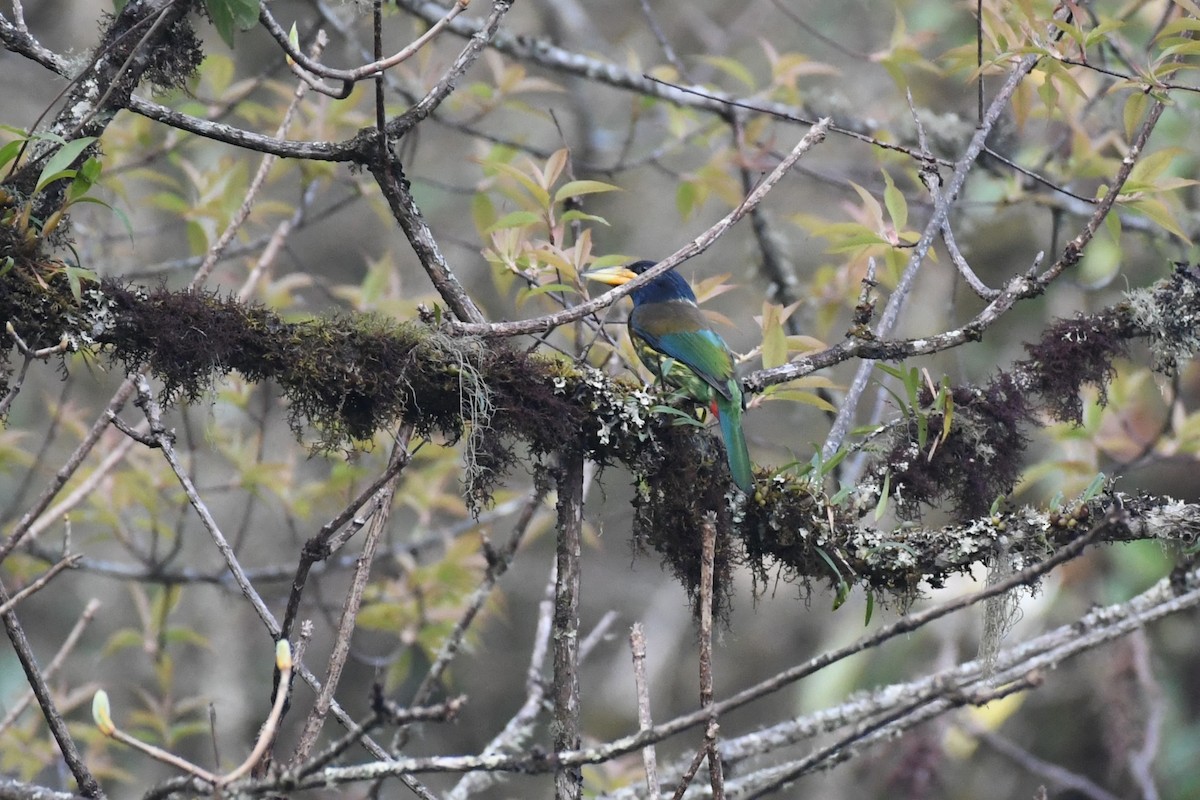 Great Barbet - ML619729164