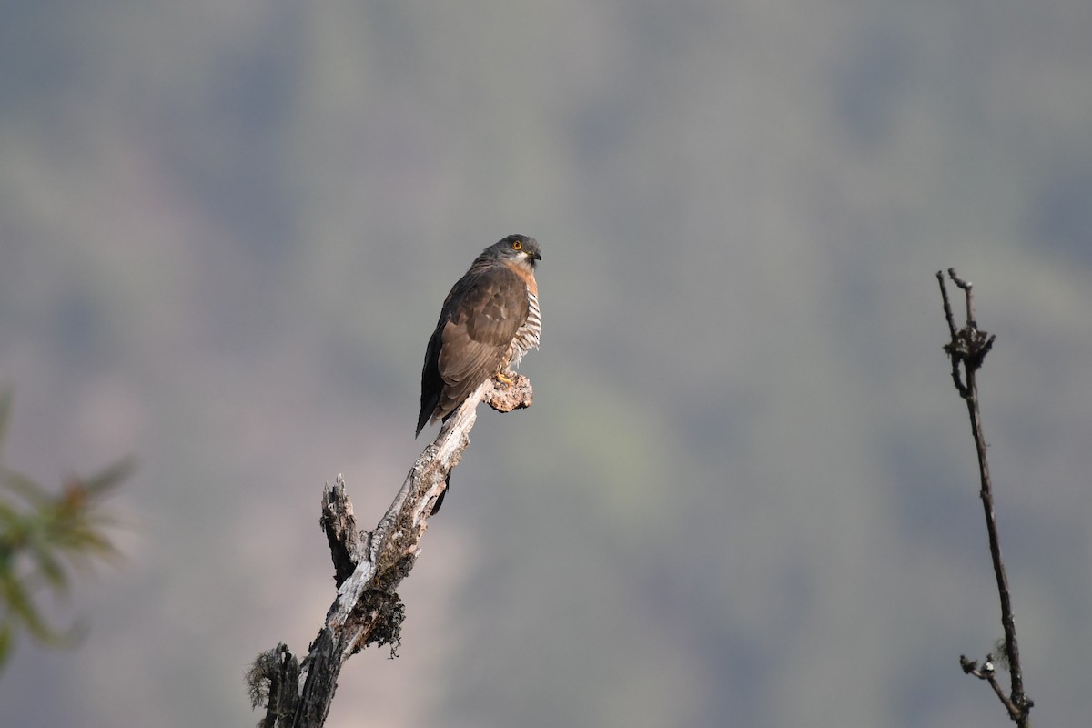 Large Hawk-Cuckoo - ML619729174