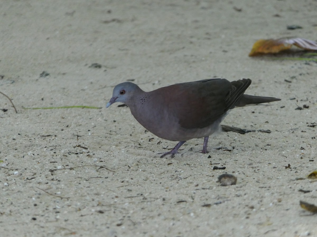 Pigeon de Madagascar - ML619729212