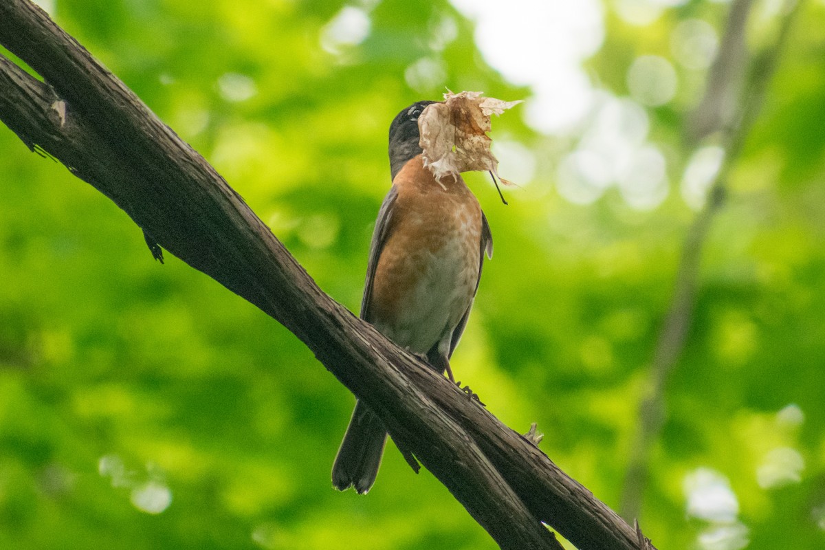 American Robin - ML619729242