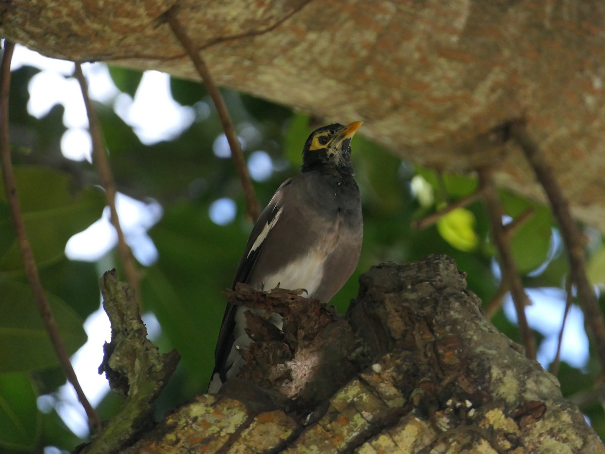 Common Myna - ML619729243