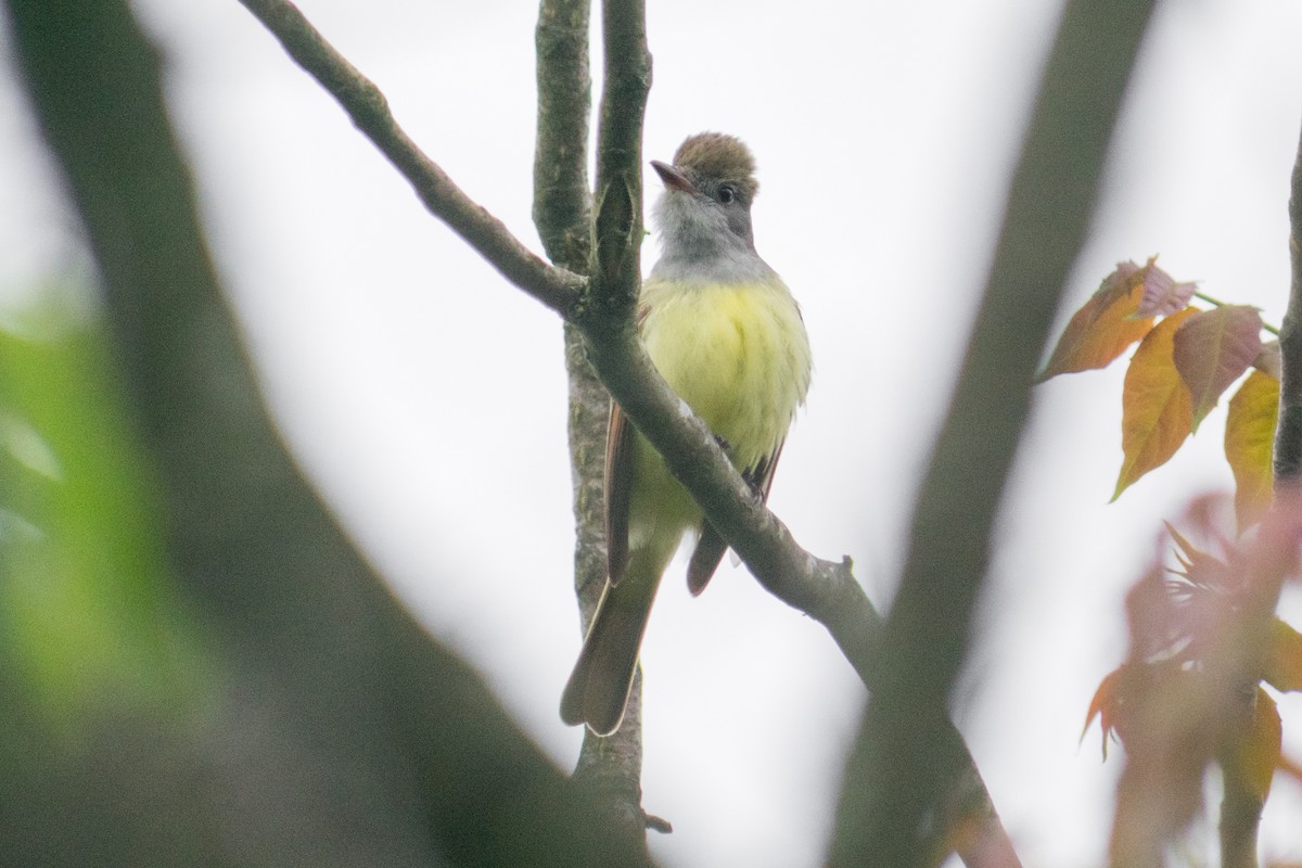 Great Crested Flycatcher - ML619729257