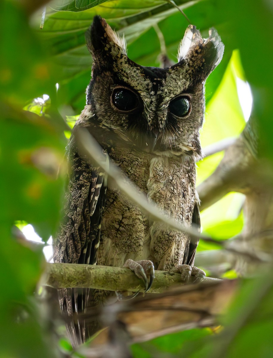 Everett's Scops-Owl - ML619729263