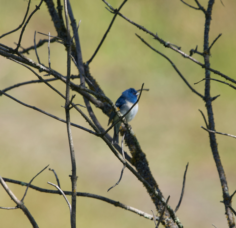 Hybride Passerin azuré x P. indigo - ML619729270