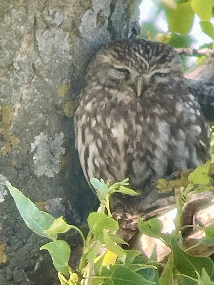 Little Owl - ML619729309