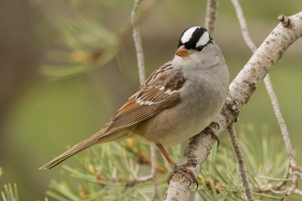 White-crowned Sparrow - ML619729310