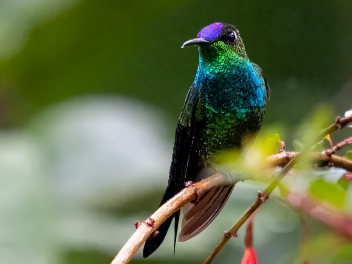 kolibřík fialovočelý - ML619729352