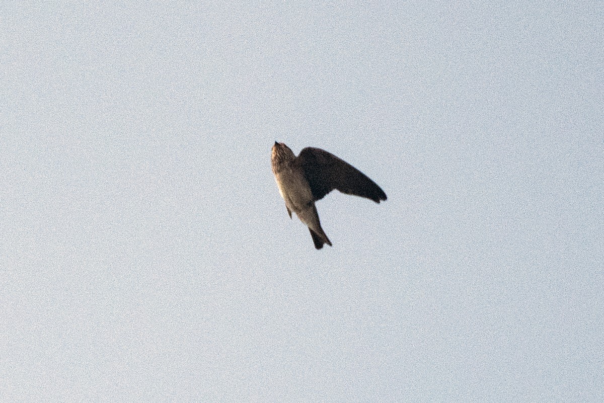 Streak-throated Swallow - ML619729366