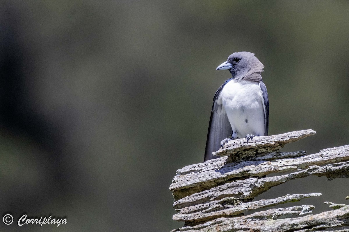White-breasted Woodswallow - Fernando del Valle