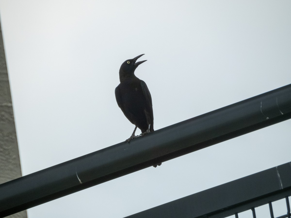 Common Grackle - ML619729384