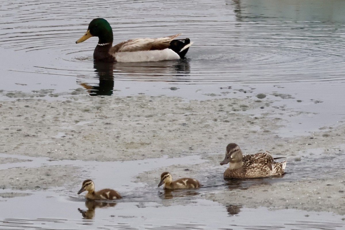 Зэрлэг нугас - ML619729385