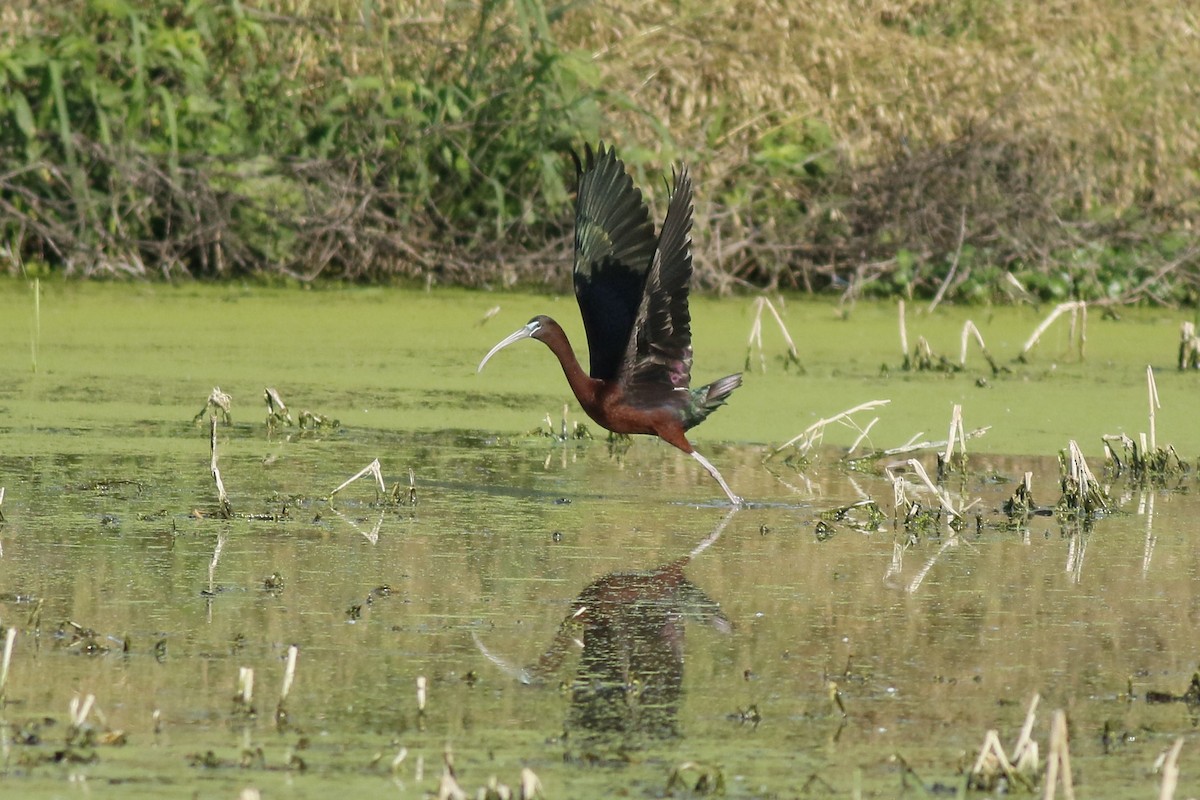 ibis hnědý - ML619729390