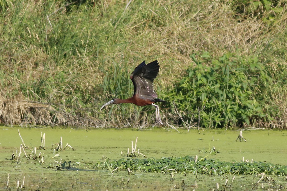 ibis hnědý - ML619729417