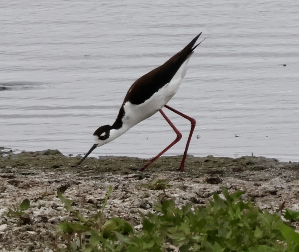 Black-necked Stilt - ML619729424