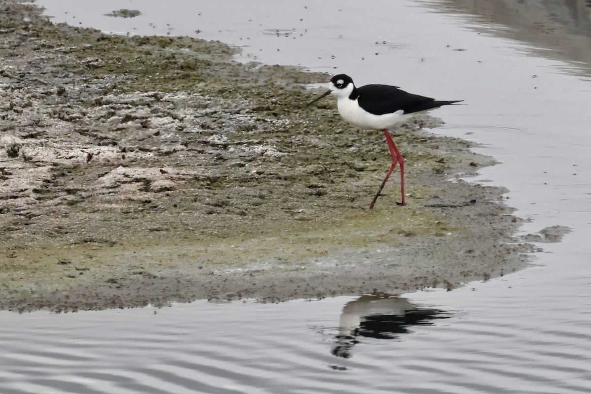 Black-necked Stilt - ML619729425