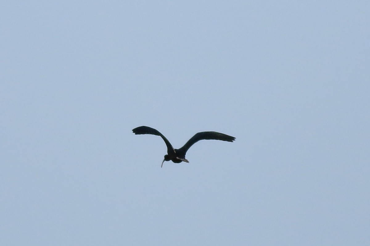 Glossy Ibis - ML619729427