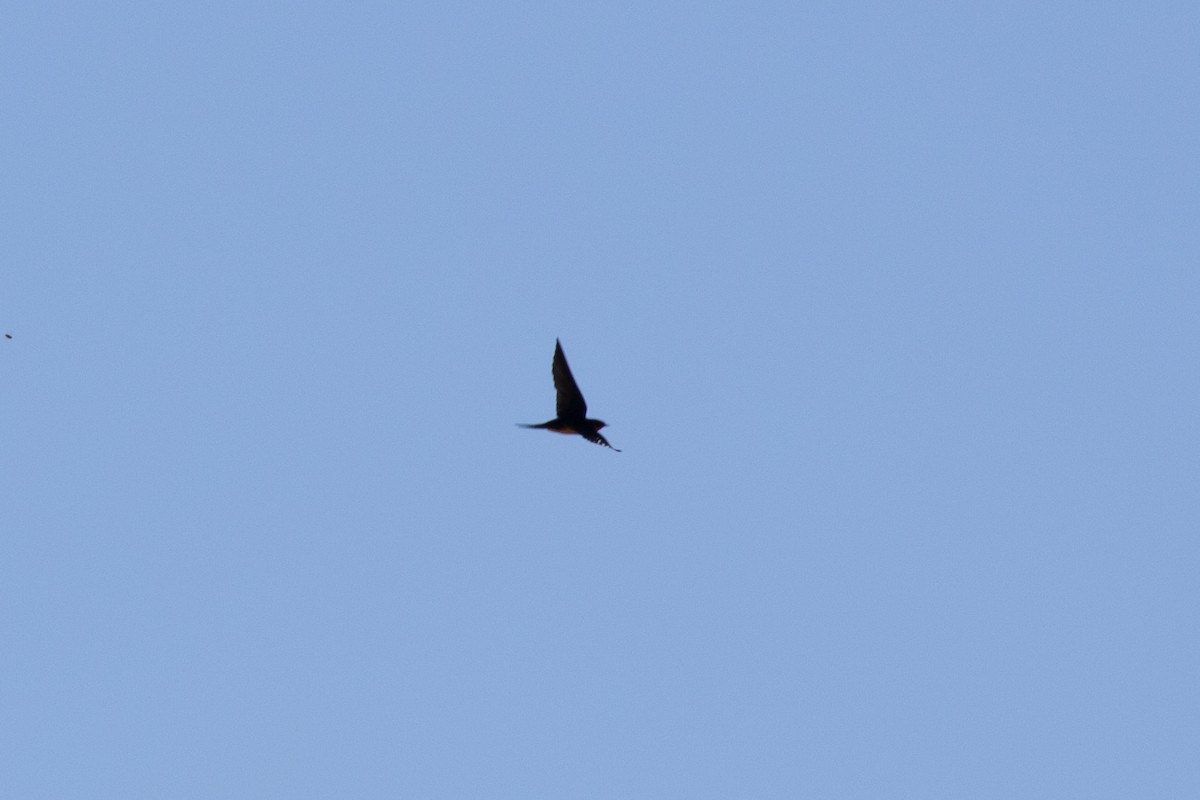 Barn Swallow (American) - ML619729436