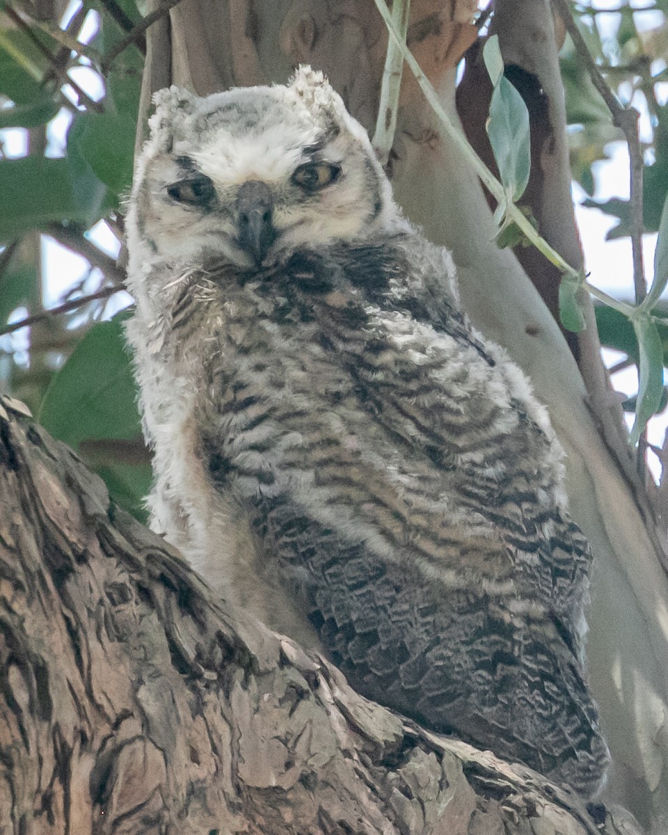 Great Horned Owl - ML619729445