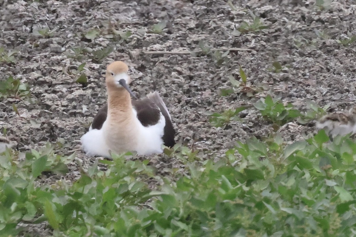 American Avocet - ML619729448