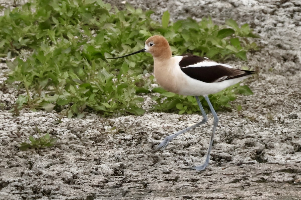 American Avocet - ML619729449