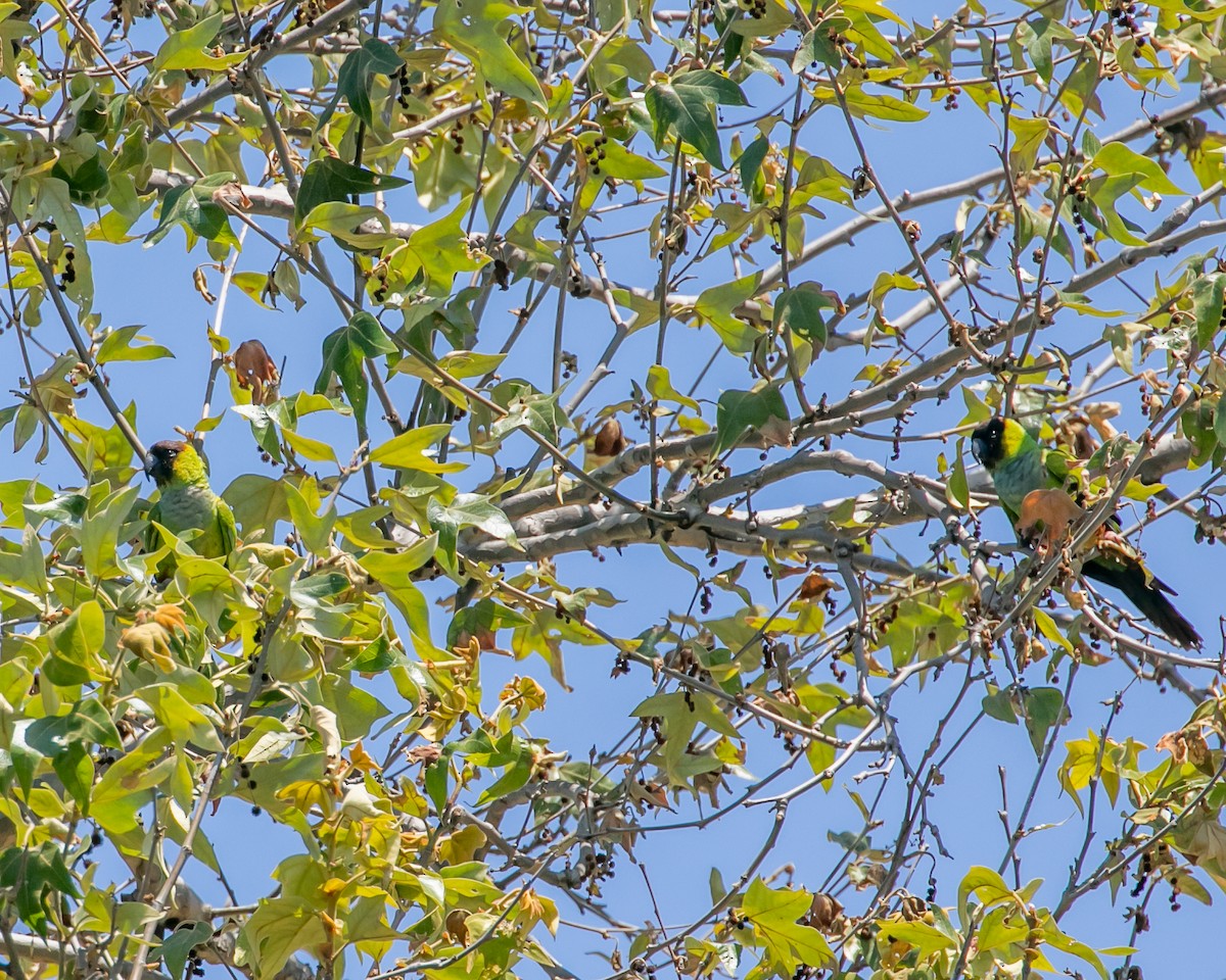 Nanday Parakeet - ML619729462