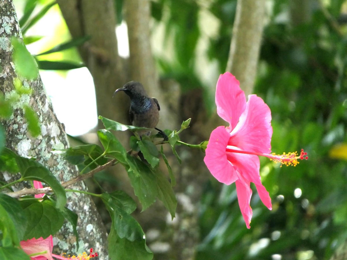 Seychelles Sunbird - ML619729478